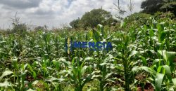 RUNDA EVERGREEN LAND FOR SALE