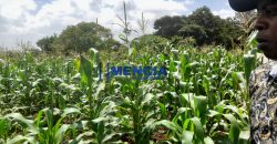 RUNDA EVERGREEN LAND FOR SALE